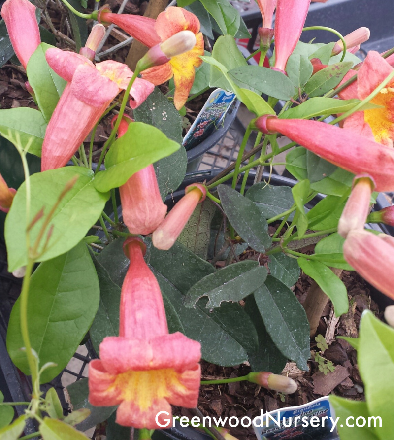 Bignonia tangerine beauty crossvine