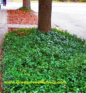 plant groundcover plants. vinca ground cover plants.