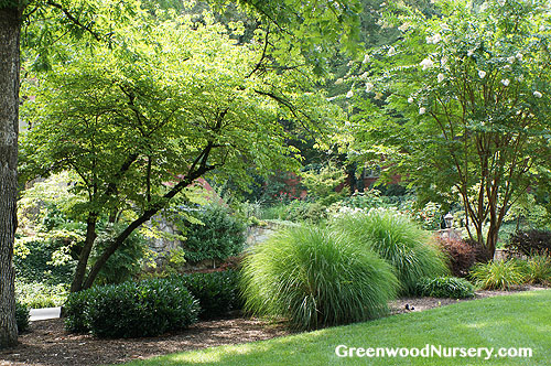 Ornamental Grasses Add Year-long Garden Interest