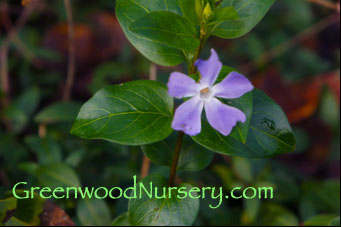 Periwinkle Blue Vinca Blossom