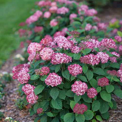 5 reblooming plants to enjoy all summer long. reblooming plants.