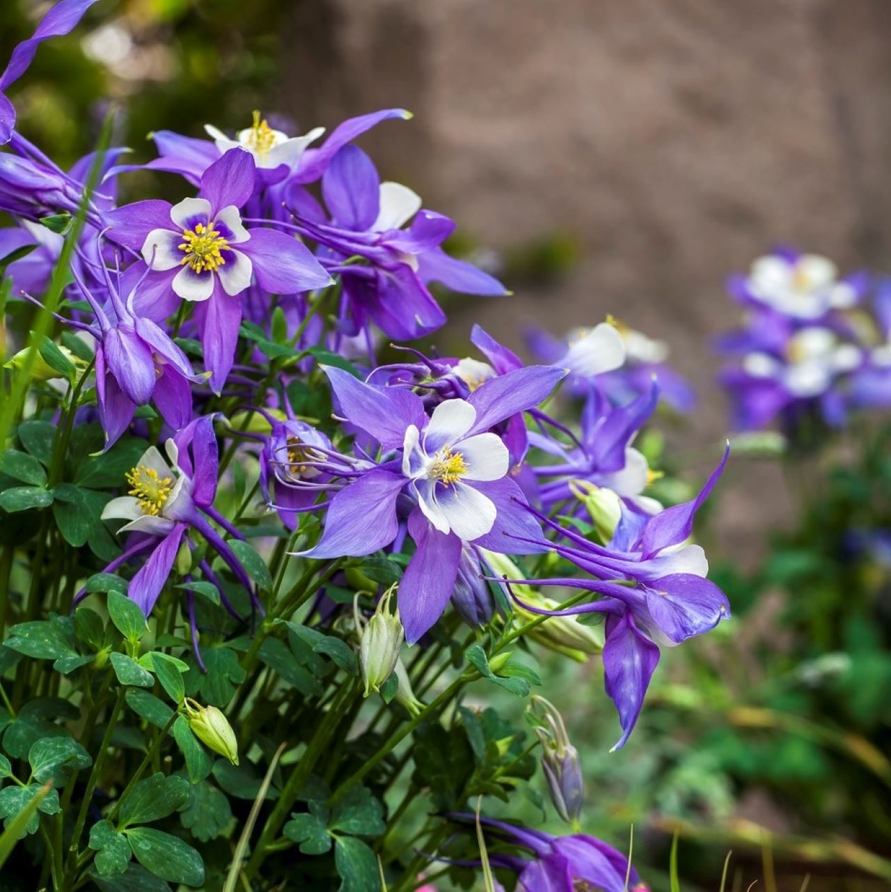 Aquilegia 'Kirigami' Deep Blue & White Columbine