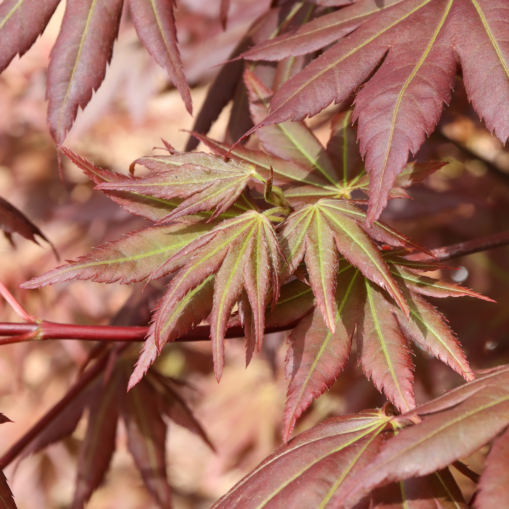 Japanese Maple Hot Chana