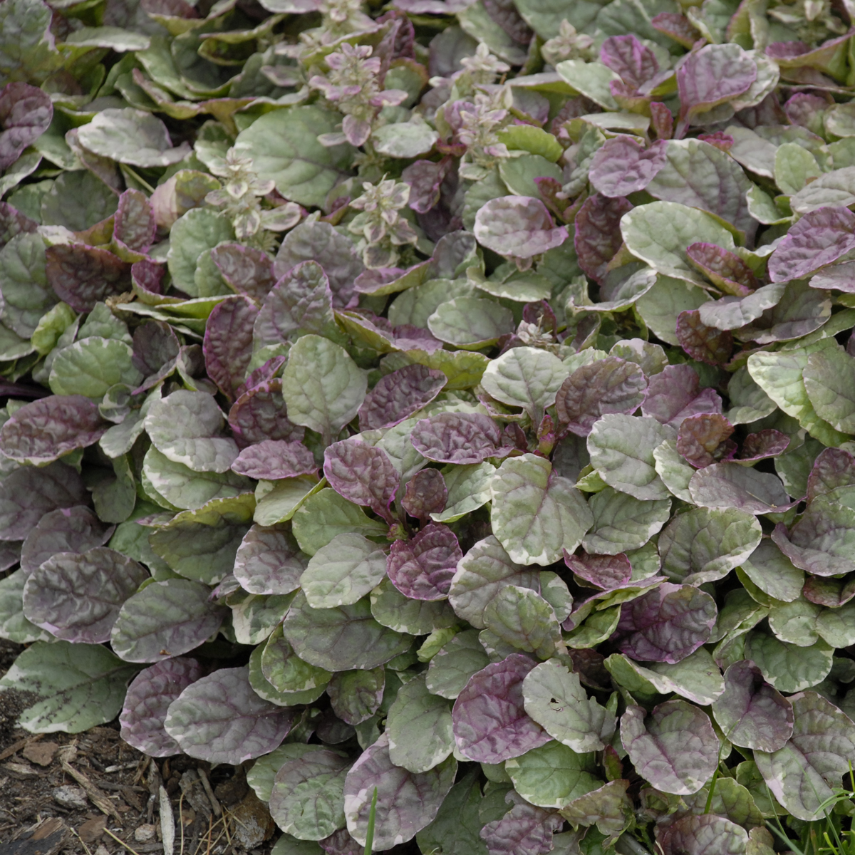 Ajuga Burgundy Glow