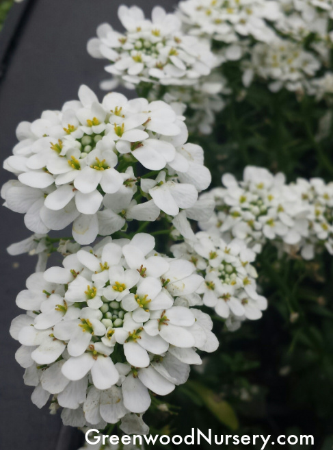 Iberis Alexander's White Candytuft