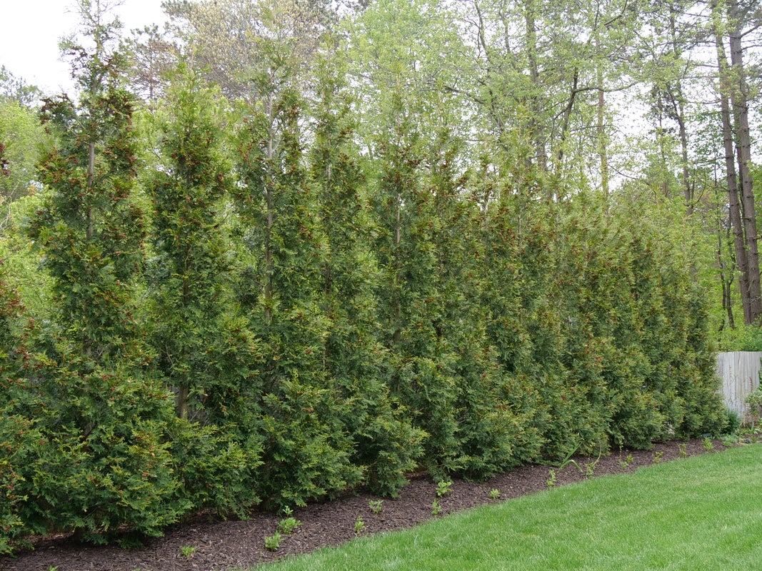 American Pillar Arborvitae