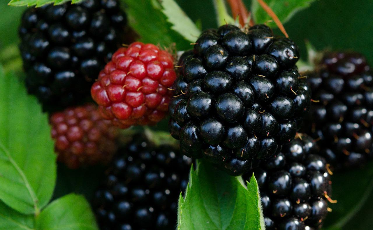 Apache Blackberry Potted Tissue Culture Plants