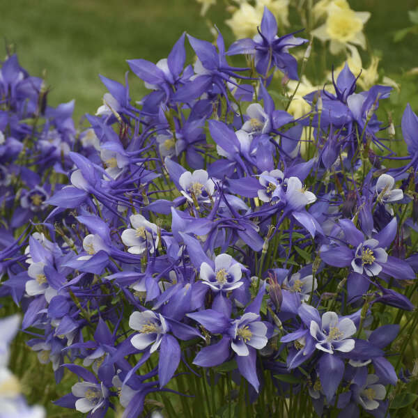 Aquilegia 'Kirigami' Deep Blue & White Columbine