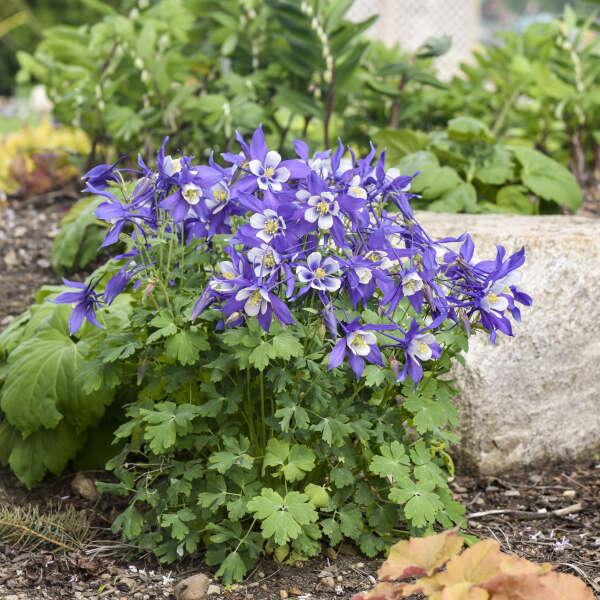 Aquilegia 'Kirigami' Deep Blue & White Columbine