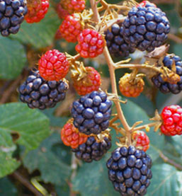 Arapaho Bare Root Blackberry Bushes