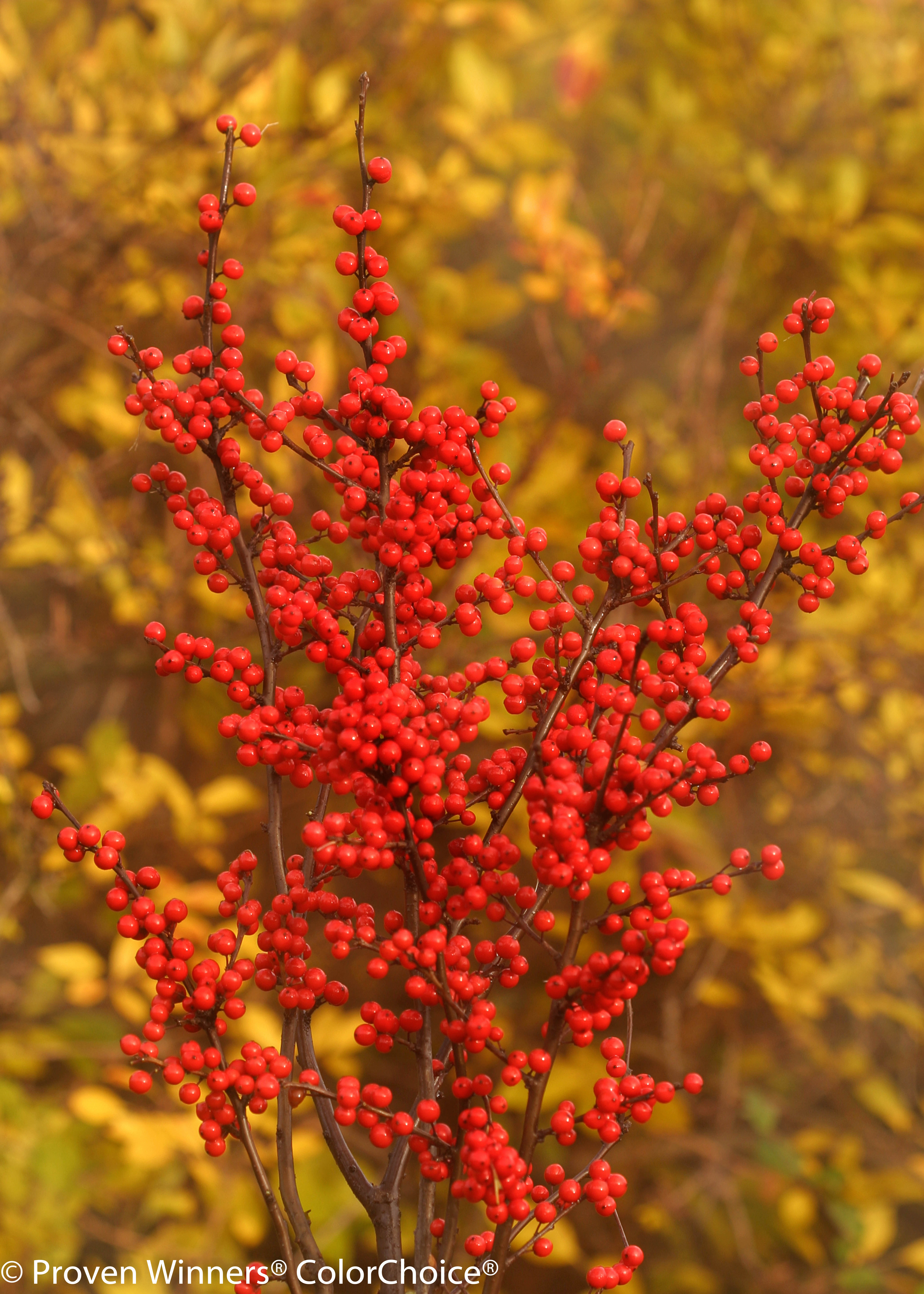 Berry Heavy Winterberry Holly