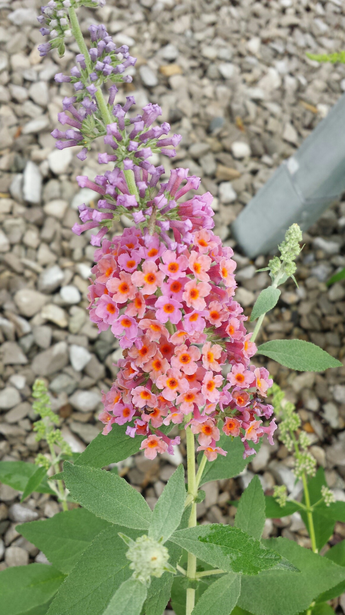 BiColor Butterfly Bush