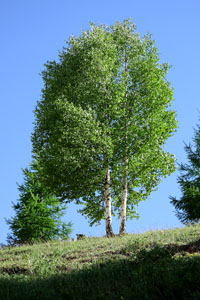 River Birch Trees