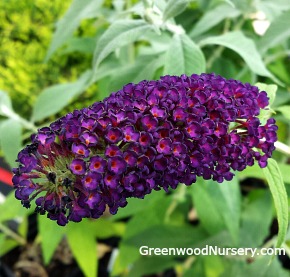 Black Knight Butterfly Bushes