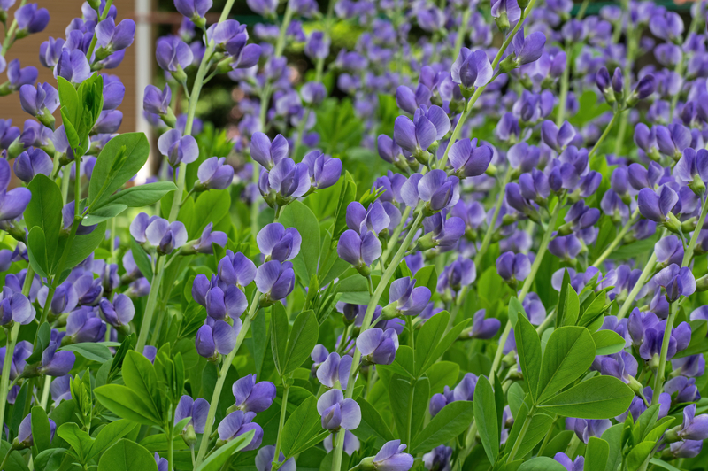 Blue False Indigo