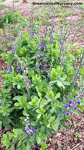 Blue False Indigo | Baptisia australis