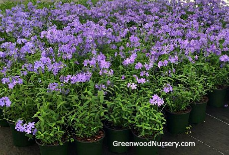 Blue Moon Woodland Phlox