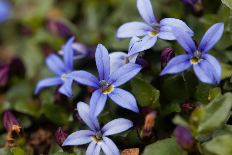 Blue Star Creeper Isotoma fluviatilis