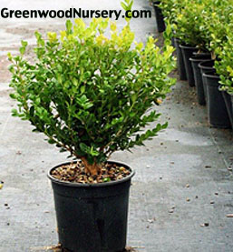 Winter Gem Boxwood