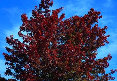 Brandywine Red Maple Tree