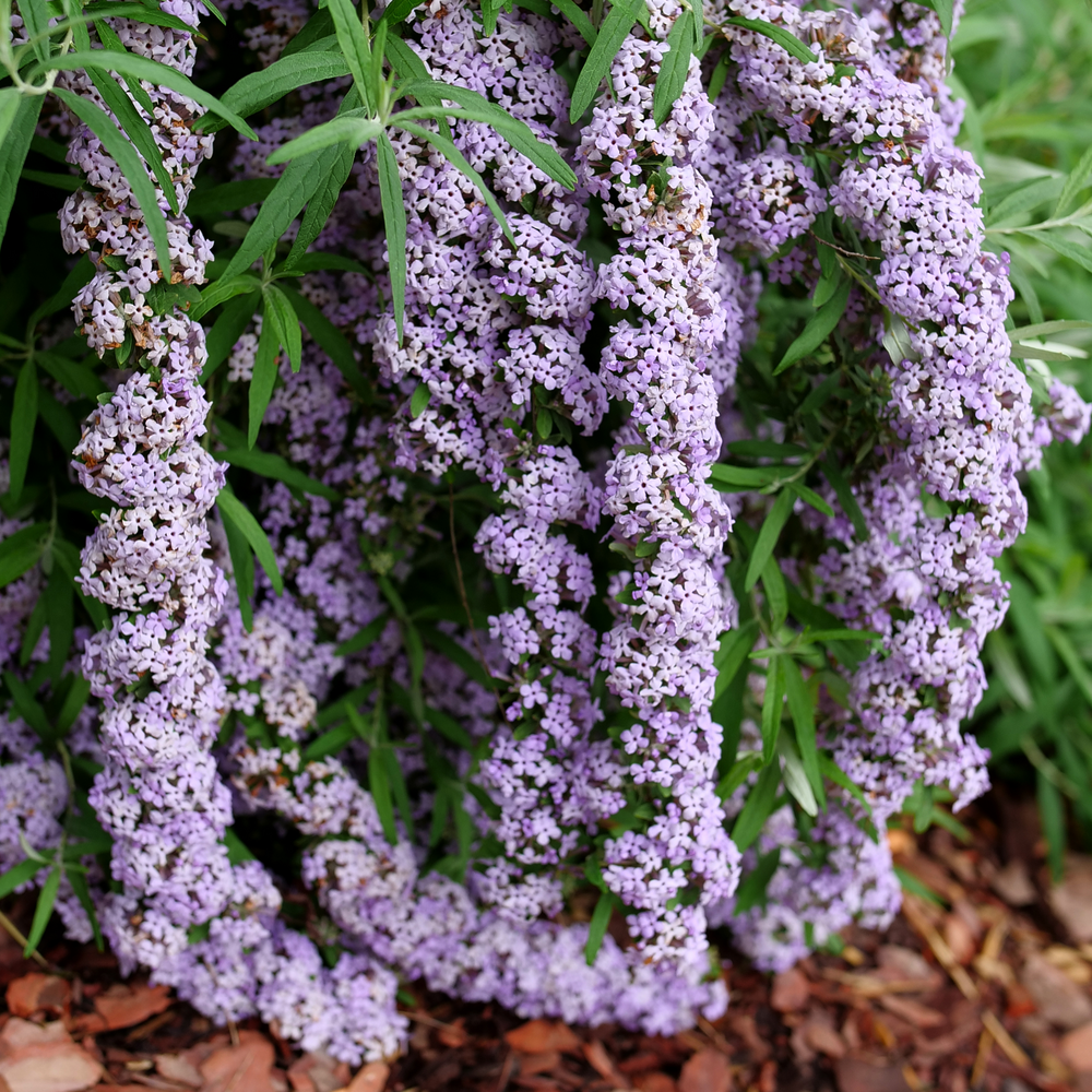 Mop Top Butterfly Bush