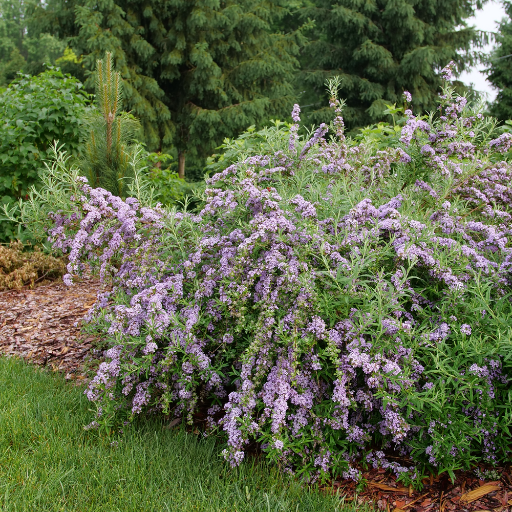 Mop Top Butterfly Bush