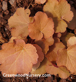 Caramel Heuchera