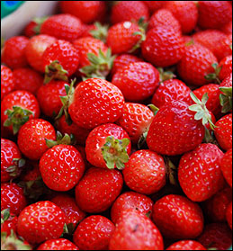 Cardinal Strawberry Plants