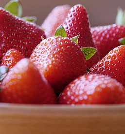 Chandler Strawberry Plants