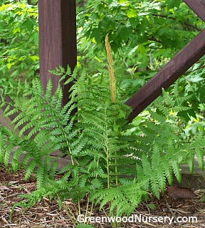 Cinnamon Ferns