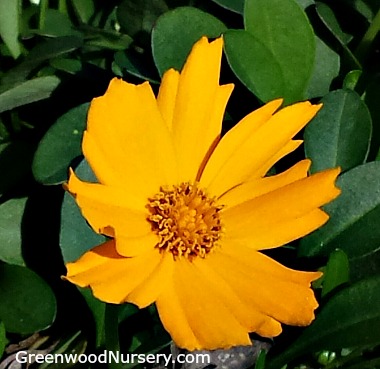 Coreopsis Nana Mouse Ear