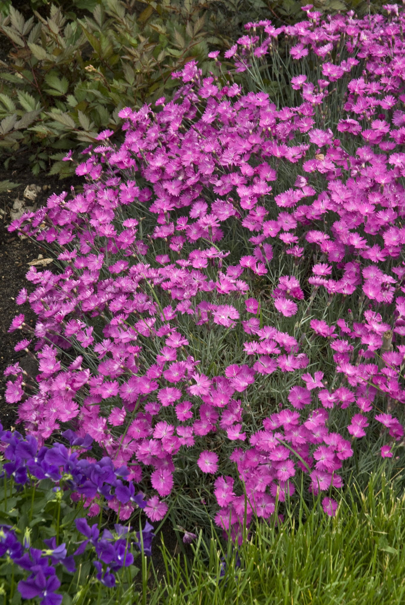 Dianthus Firewitch