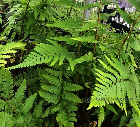 Dixie Wood Fern 