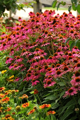 Pow Wow Wild Berry Coneflower