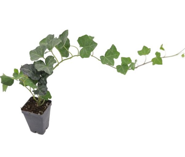 English Ivy