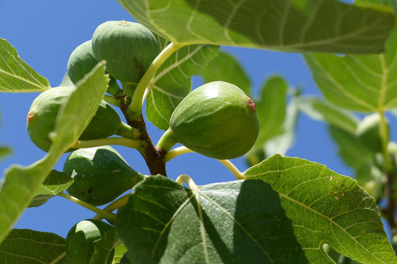 Fignomenal Dwarf Fig Tree