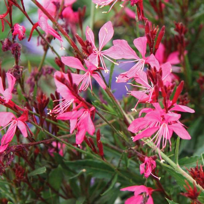 Gaura 'Siskiyou Pink'