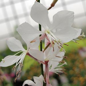 Gaura 'Whirling Butterflies'