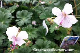 Geranium Biokovo Cranesbill