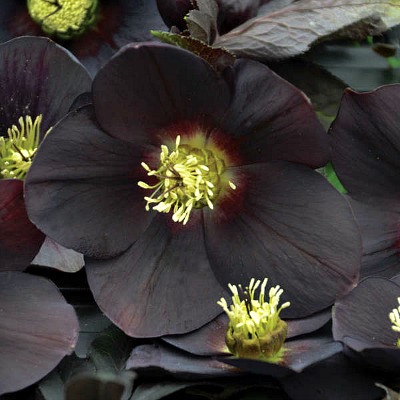 Helleborus New York Night