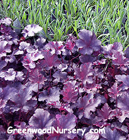 Heuchera Plum Pudding