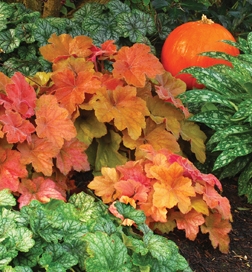 Heuchera Southern Comfort