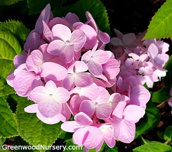 Hydrangea Penny Mac