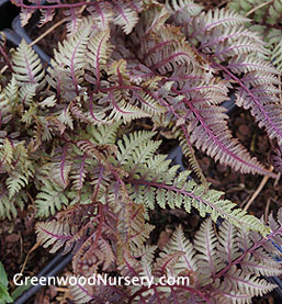 Japanese Painted Ferns