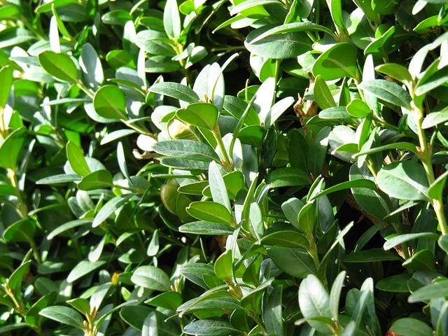 Boxwood Wintergreen 