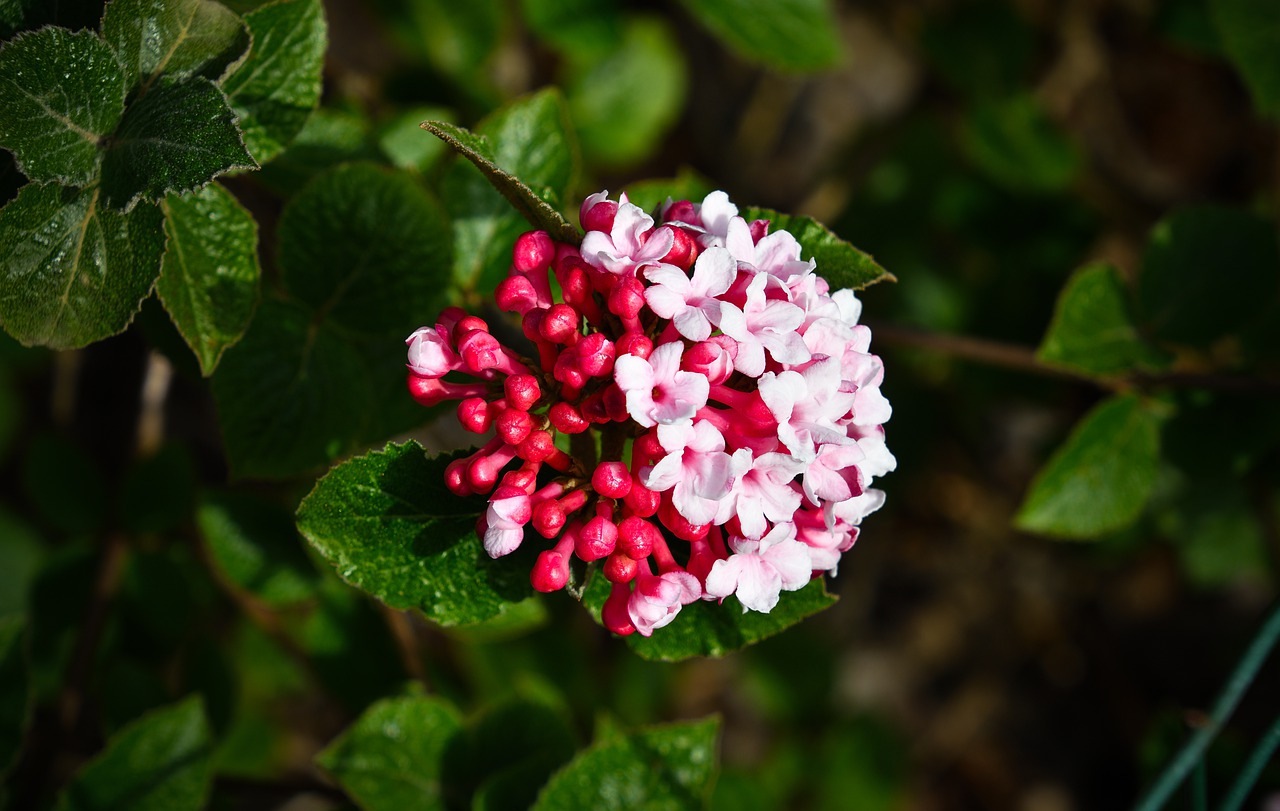 Korean Spice Carlesii Viburnum