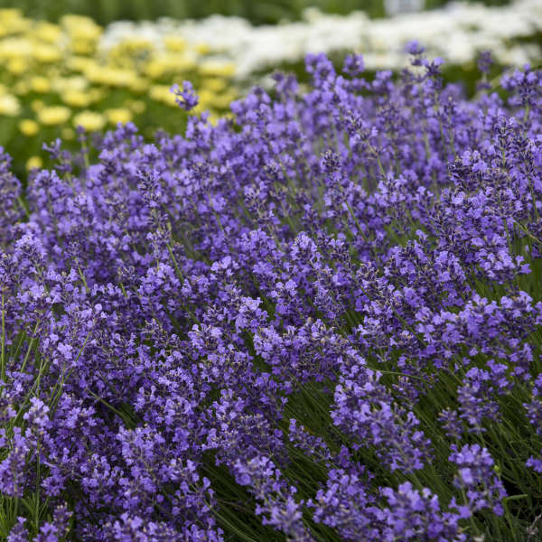 Munstead Lavender Plants | English Lavender