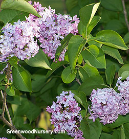 Old Fashion Lilac Shrubs