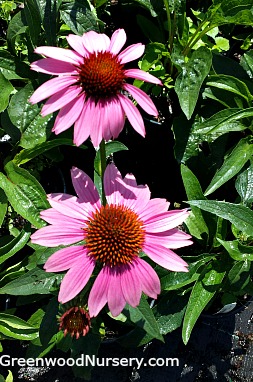 Magnus Echinacea purpurea