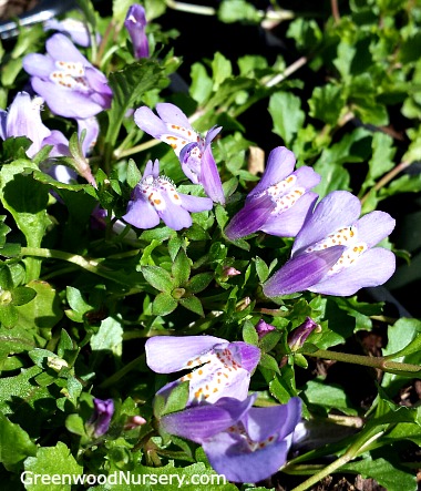 Mazus Reptans 